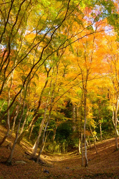 Follaje otoñal en Korankei, Aichi, Japón — Foto de Stock