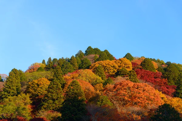 在 Korankei，日本爱知县的秋叶 — 图库照片