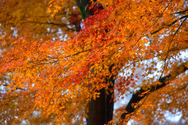 Autumn foliage in Rikugien Garden, Komagome, Tokyo — Stock Photo, Image