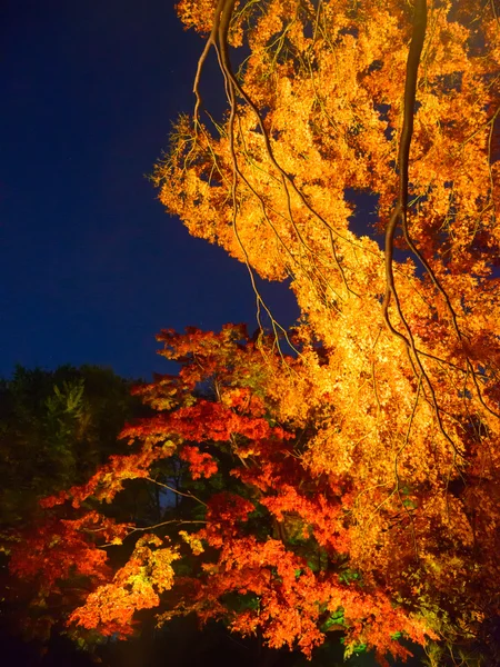 Herbstlaub im rikugien Garten, Komagom, Tokyo — Stockfoto