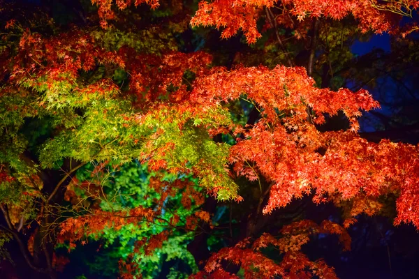 Herbstlaub im rikugien Garten, Komagom, Tokyo — Stockfoto