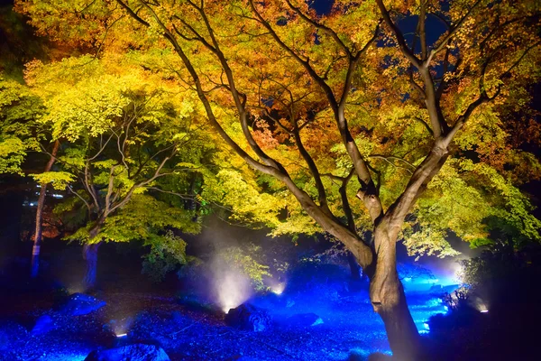 Höst lövverk i Rikugien trädgård, Komagome, Tokyo — Stockfoto