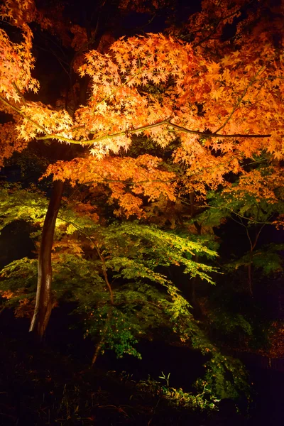 Follaje otoñal en Rikugien Garden, Komagome, Tokio —  Fotos de Stock