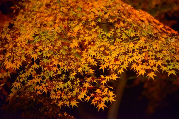 東京駒込六義園の紅葉 — ストック写真