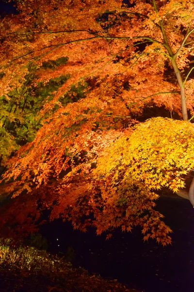 Rikugien Bahçe, Komagome, Tokyo sonbahar yaprakları — Stok fotoğraf