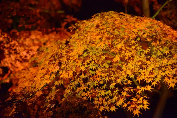 Herbstlaub im rikugien Garten, Komagom, Tokyo — Stockfoto