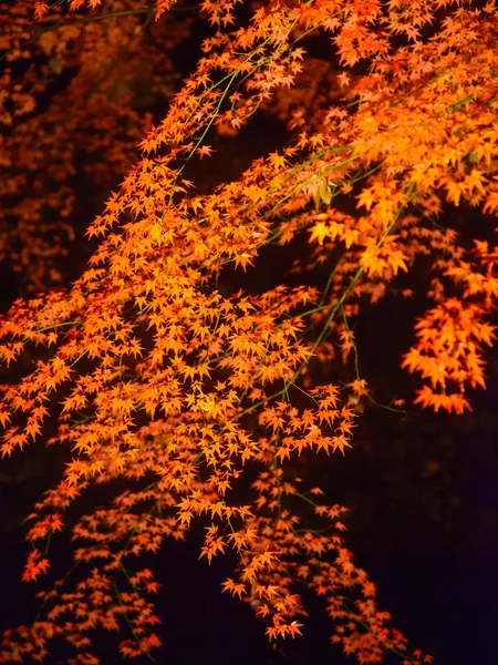 Rikugien Bahçe, Komagome, Tokyo sonbahar yaprakları — Stok fotoğraf