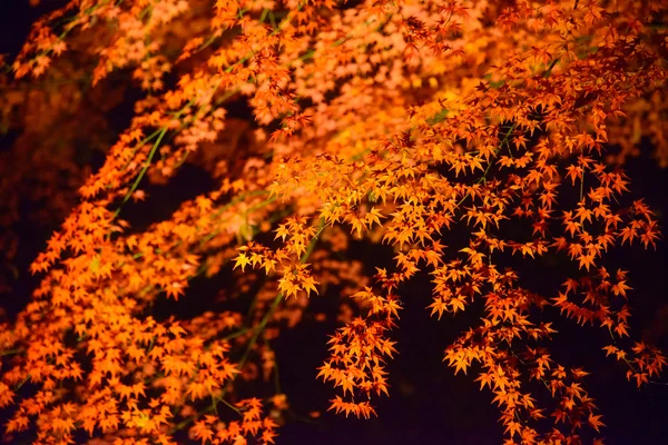 Podzimní listí v zahradu Rikugien Komagome, Tokio — Stock fotografie