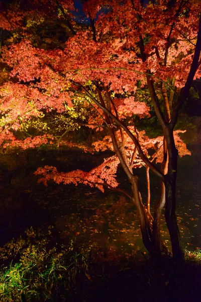 Höst lövverk i Rikugien trädgård, Komagome, Tokyo — Stockfoto