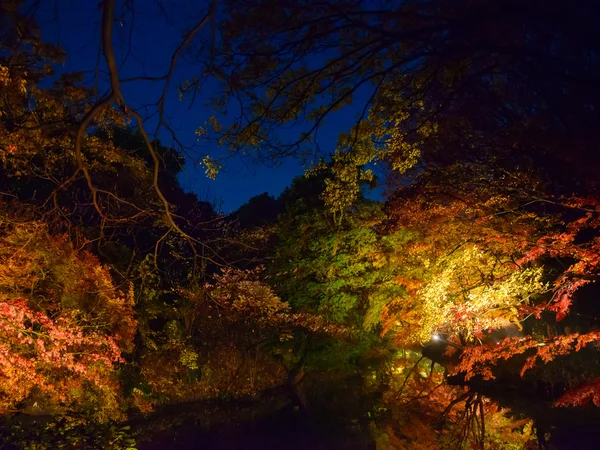 東京駒込六義園の紅葉 — ストック写真