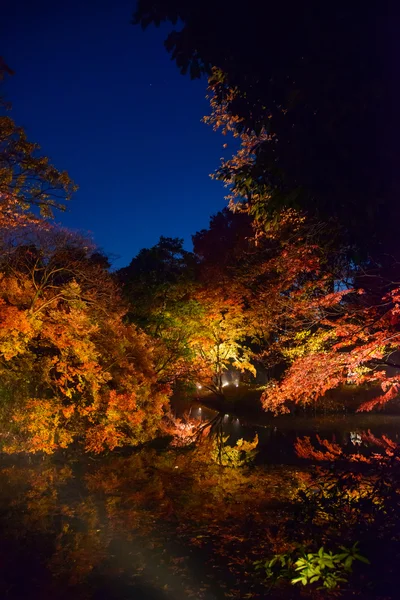 Осіннє листя в Rikugien саду, Komagome, Токіо — стокове фото