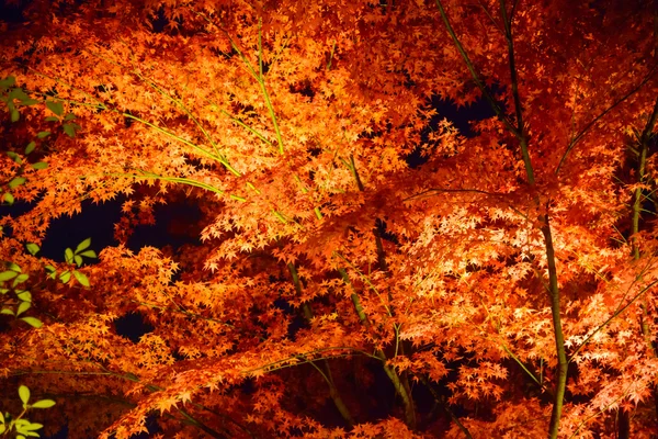 Autumn foliage in Rikugien Garden, Komagome, Tokyo — Stock Photo, Image