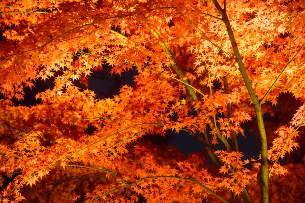 Herbstlaub im rikugien Garten, Komagom, Tokyo — Stockfoto