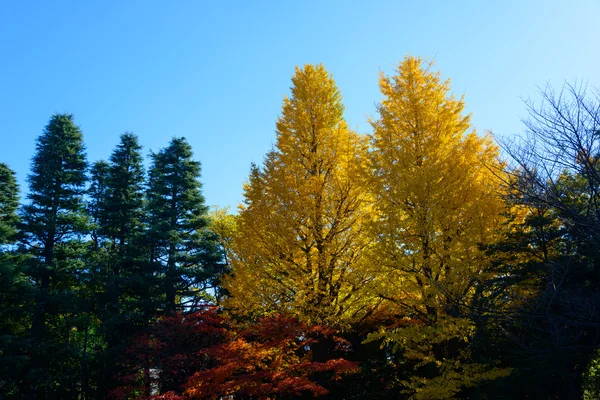 Folhagem de outono nos Jardins Kyu-Furukawa, Tóquio — Fotografia de Stock