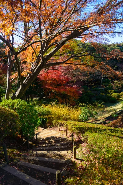 秋叶在圭古川花园，东京 — 图库照片