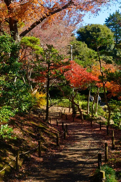 Podzimní listí v zahradě Kyu-Furukawa, Tokio — Stock fotografie