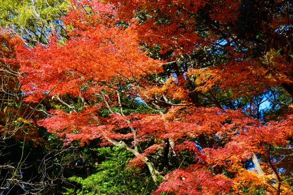 Folhagem de outono nos Jardins Kyu-Furukawa, Tóquio — Fotografia de Stock