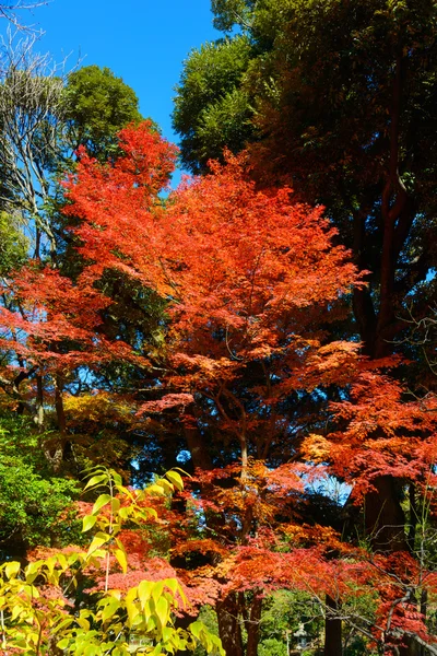 Herbstlaub in den kyu-furukawa Gärten, Tokio — Stockfoto