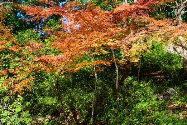 Herfst bladeren in de Kyu-Furukawa tuinen, Tokyo — Stockfoto