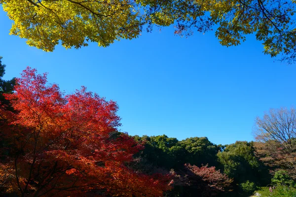 Folhagem de outono nos Jardins Kyu-Furukawa, Tóquio — Fotografia de Stock