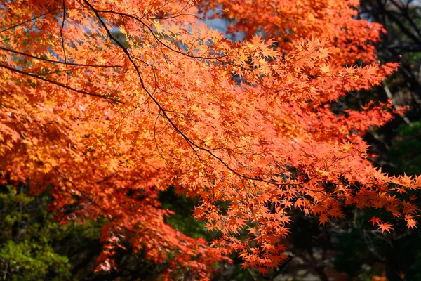 Осенняя листва в садах Кю-Фурукава, Токио — стоковое фото