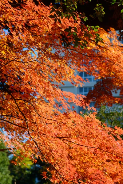 Feuillage d'automne dans les jardins Kyu-Furukawa, Tokyo — Photo