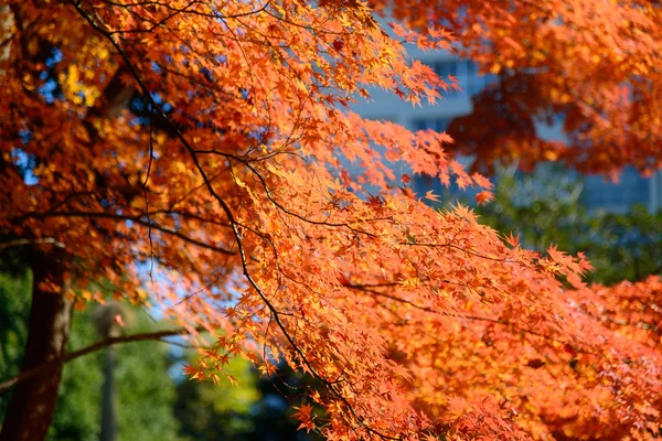 Follaje otoñal en los Jardines Kyu-Furukawa, Tokio — Foto de Stock