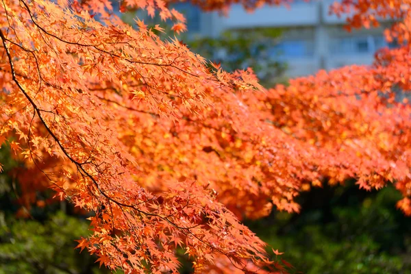 Fogliame autunnale nei Giardini Kyu-Furukawa, Tokyo — Foto Stock