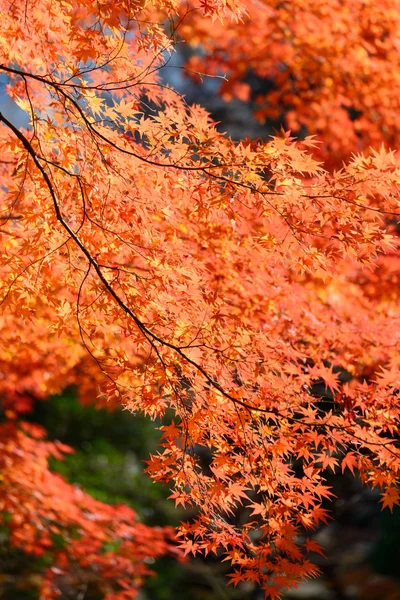 Follaje otoñal en los Jardines Kyu-Furukawa, Tokio — Foto de Stock