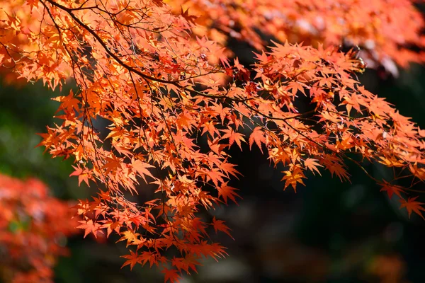 Folhagem de outono nos Jardins Kyu-Furukawa, Tóquio — Fotografia de Stock