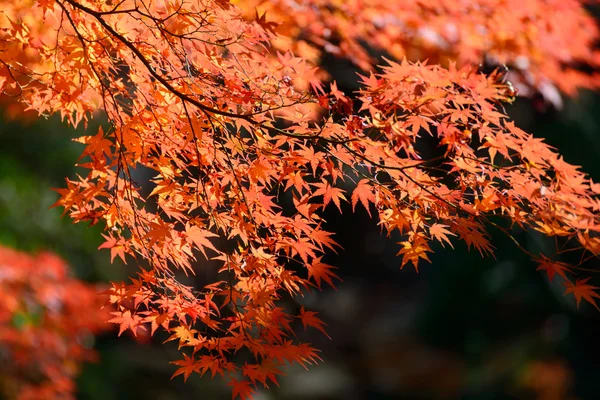 東京旧古河庭園で紅葉 — ストック写真