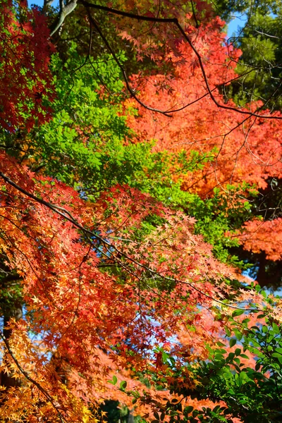 Follaje otoñal en los Jardines Kyu-Furukawa, Tokio — Foto de Stock
