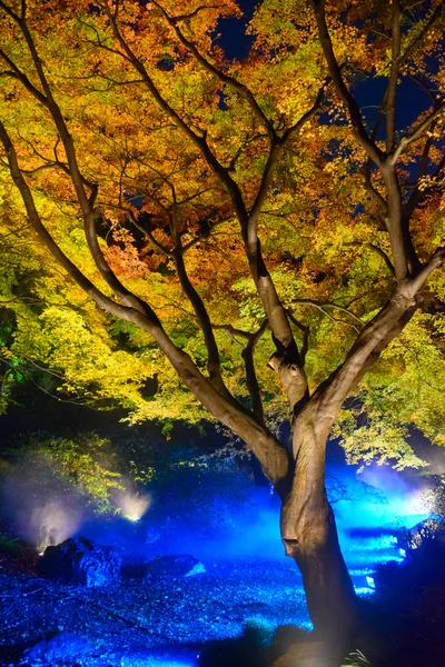 Autumn foliage in Rikugien Garden, Komagome, Tokyo Stock Image