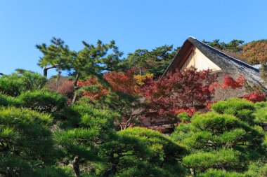 Sonbahar yaprakları Sankeien Bahçe, Yokohama, Kanagawa, Japonya