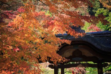 Sonbahar yaprakları Sankeien Bahçe, Yokohama, Kanagawa, Japonya
