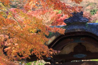 Sonbahar yaprakları Sankeien Bahçe, Yokohama, Kanagawa, Japonya