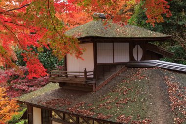 Sonbahar yaprakları Sankeien Bahçe, Yokohama, Kanagawa, Japonya