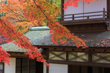 Sonbahar yaprakları Sankeien Bahçe, Yokohama, Kanagawa, Japonya