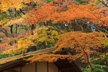 Sonbahar yaprakları Sankeien Bahçe, Yokohama, Kanagawa, Japonya