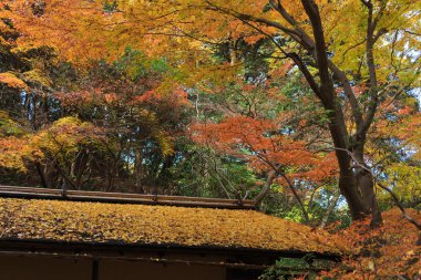 Sonbahar yaprakları Sankeien Bahçe, Yokohama, Kanagawa, Japonya