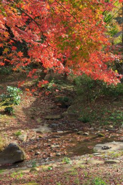 Sonbahar yaprakları Sankeien Bahçe, Yokohama, Kanagawa, Japonya