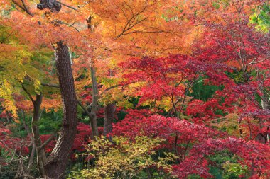 Sonbahar yaprakları Sankeien Bahçe, Yokohama, Kanagawa, Japonya
