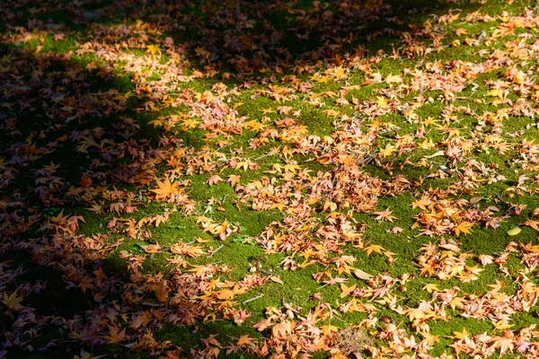 Autumn foliage in the Kyu-Furukawa Gardens, Tokyo — Stock Photo, Image