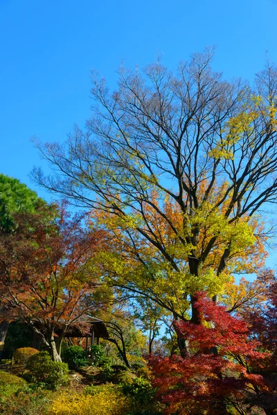 Podzimní listí v zahradě Kyu-Furukawa, Tokio — Stock fotografie