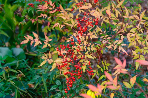 Mukojima-Hyakkaen Garden in autumn in Tokyo — Stock Photo, Image