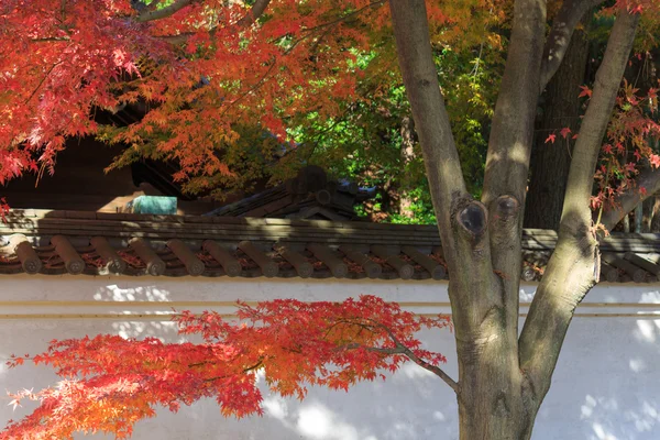 Podzimní listí v zahrada Sankeien, Yokohama, Kanagawa, Japonsko — Stock fotografie