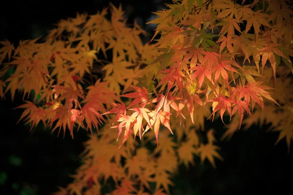 Herbstlaub im Sankeien-Garten, Yokohama, Kanagawa, Japan — Stockfoto