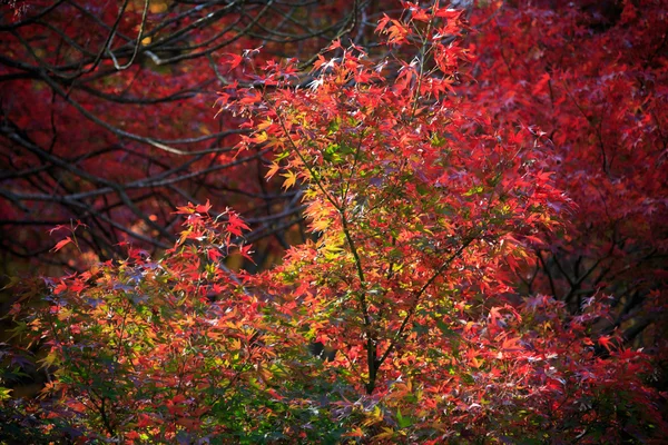 Feuillage d'automne dans le Jardin Sankeien, Yokohama, Kanagawa, Japon — Photo