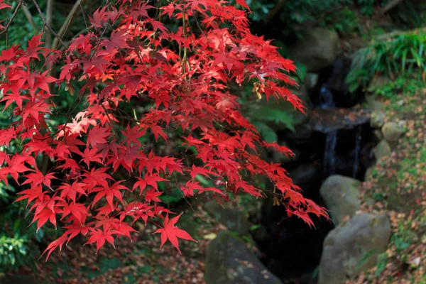 Autumn foliage in the Sankeien Garden, Yokohama, Kanagawa, Japan — Stock Photo, Image