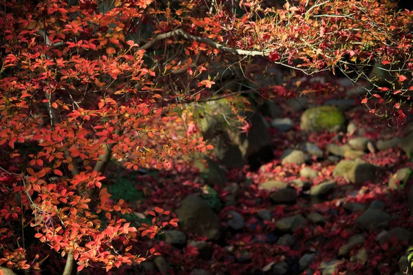 Feuillage d'automne dans le Jardin Sankeien, Yokohama, Kanagawa, Japon — Photo